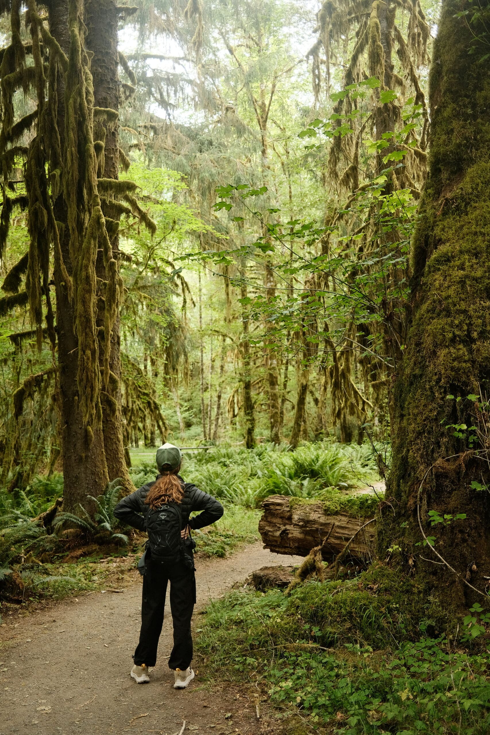 Woman with a backpack pausing on a trail through an old-growth temperate rainforest, moss-covered trees and ferns filling the understory